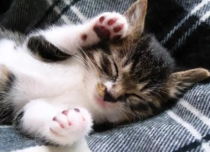 猫咪打疫苗前可以洗澡吗多少钱
