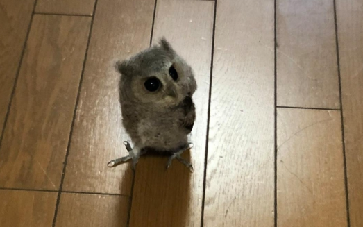 猫头鹰进宅怎么送走