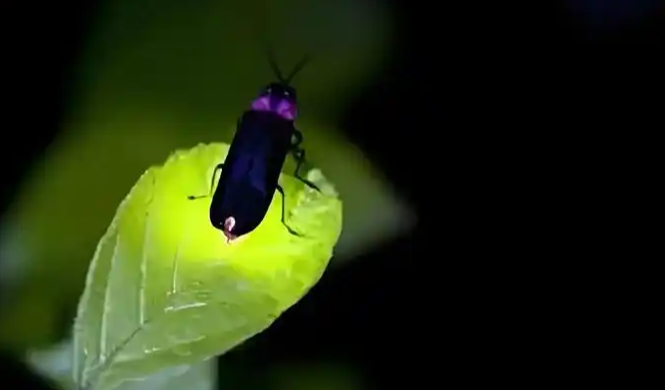 萤火虫生活特征 萤火虫生活特征
