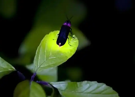 萤火虫是害虫吗 萤火虫是害虫吗