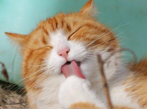 折耳公虎斑猫几个月发腮