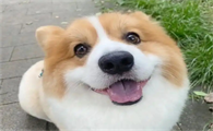 柯基尾巴剪掉全过程