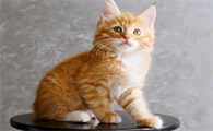 猫咪耳朵流水有分泌物怎么办