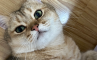 猫和人通用感冒药吗