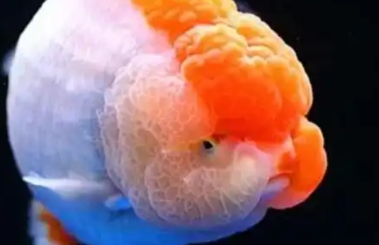 优鱼若宠兰寿金鱼，开启家庭水族新体验
