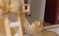 猫猫狂犬疫苗有必要打吗