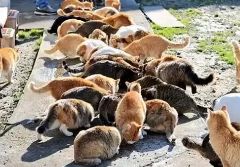 日本“猫岛”:吃光岛上老鼠后,开始自学下海捕鱼 日本“猫岛”:吃光岛上老鼠后,开始自学下海捕鱼