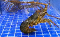 海水有龙虾吗