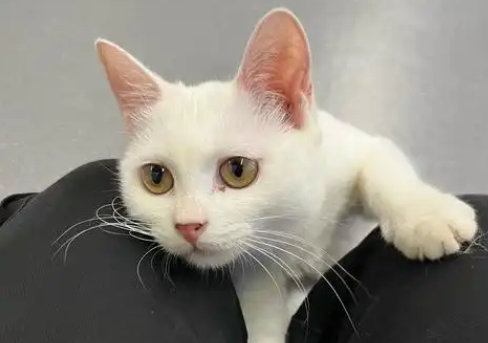 猫咪打疫苗前要注意些什么
