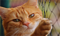 绿萝对猫咪来说有毒么