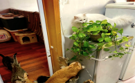 猫吃了点绿萝叶子要紧吗