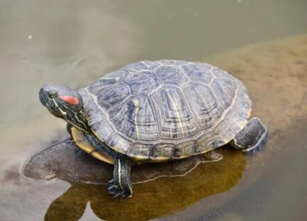 乌龟什么时候开始冬眠什么时候结束冬眠