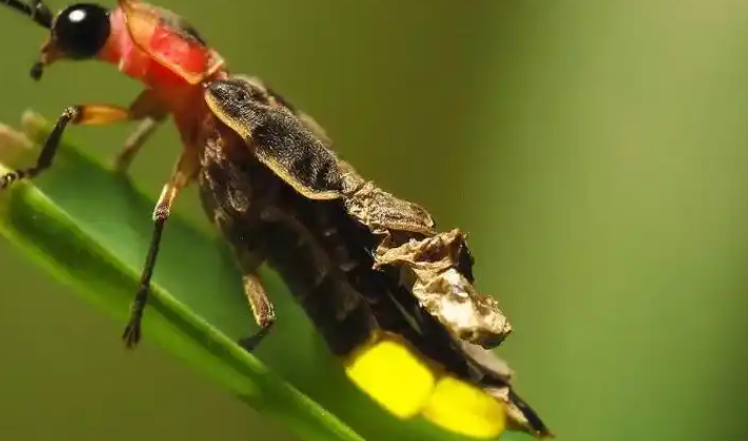 可以抓萤火虫吗 可以抓萤火虫吗