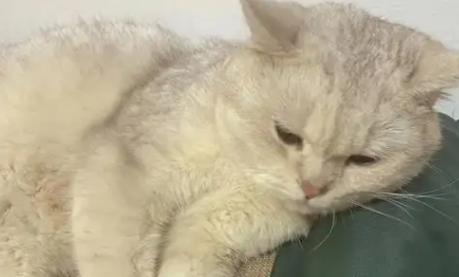 猫传腹吃喝拉正常吗