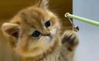 猫伸舌头像喘不上来气怎么回事