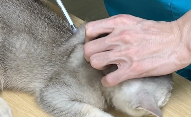 猫猫打了狂犬疫苗有什么不良反应
