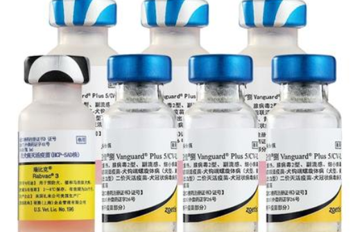 辉瑞宠物疫苗在中国叫什么 辉瑞宠物疫苗在中国叫什么