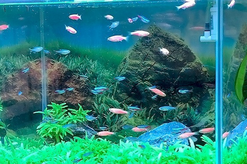 Natural Color生态缸适合养什么鱼 Natural Color生态缸适合养什么鱼