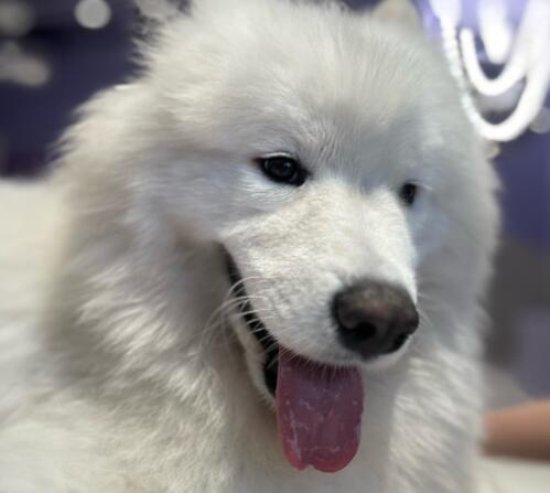 狗可以喝纯羊奶吗