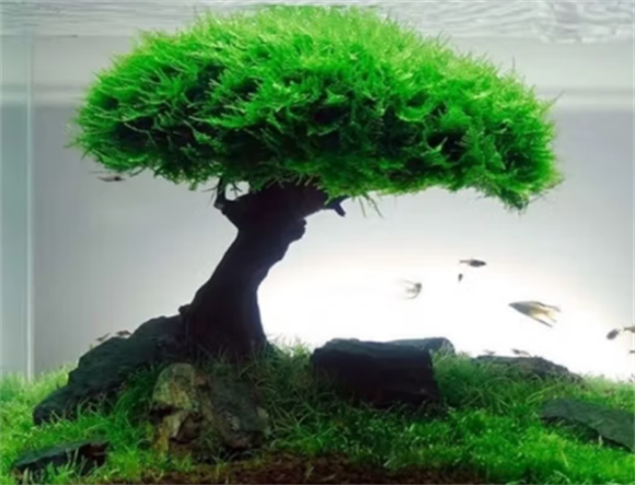Natural Color 鱼缸造景装饰：点亮水族天地
