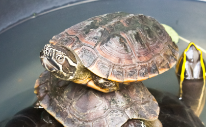 乌龟蒙眼病最快的治疗方法 乌龟蒙眼病最快的治疗方法