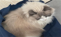猫一直流鼻涕不好怎么办