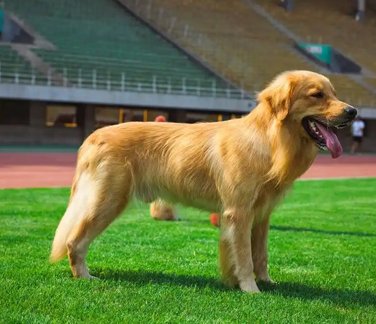 成年金毛母身长体重多少 成年金毛母身长体重多少