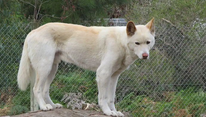 狗狗来姨妈才2天就没了正常吗