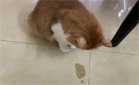 猫咪呕吐带血丝怎么回事