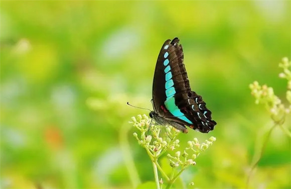 蝴蝶分为哪几类