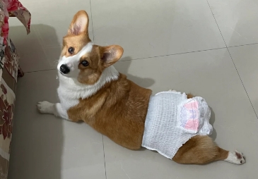 狗狗多久来一次姨妈 狗狗多久来一次姨妈