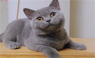 蓝猫六个月的猫多少斤正常