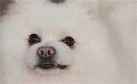 狗狗尿血吃哪个消炎药