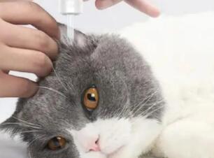 修正宠慕猫咪洗耳液可以治疗耳螨吗 修正宠慕猫咪洗耳液可以治疗耳螨吗