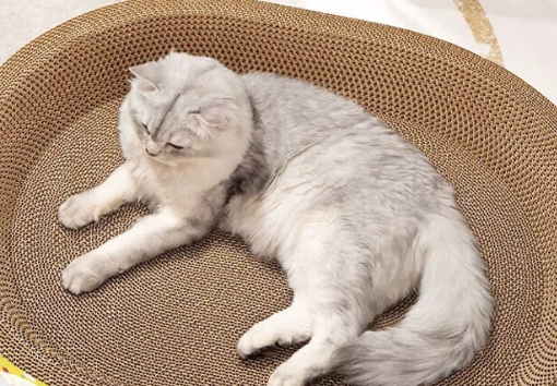 珍佑宠猫抓板的作用 珍佑宠猫抓板的作用