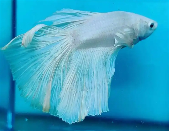 斗鱼繁殖配对打架正常吗