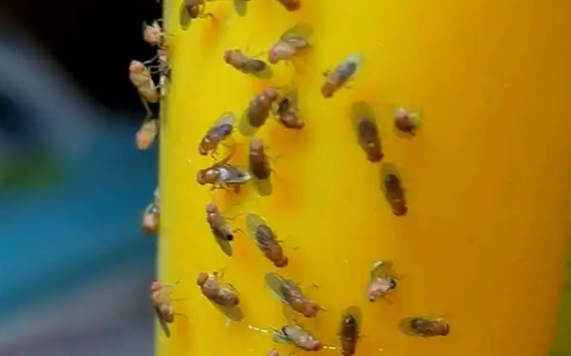 果蝇是什么颜色的