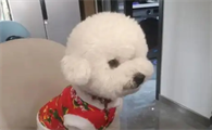 成年比能狗狗一天喂几次