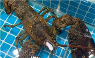 波士顿龙虾的热量