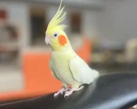 玄凤鹦鹉老是啄毛梳理 玄凤鹦鹉老是啄毛梳理