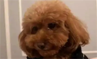 犬瘟会自愈吗