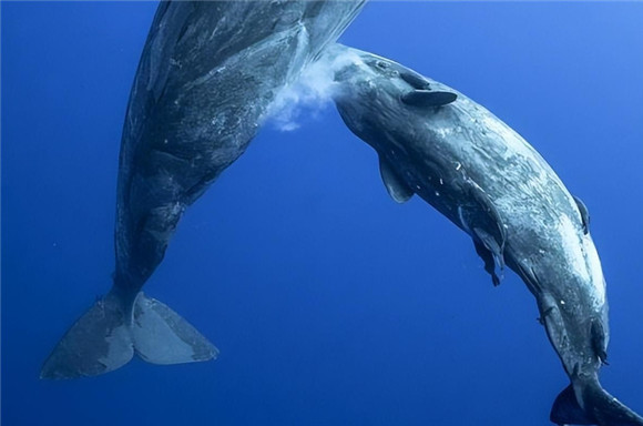 鲸鱼浑身都是宝