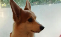 狗狗多大就不磨牙了