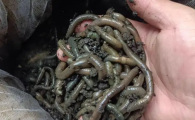 泡沫箱可以养蚯蚓吗
