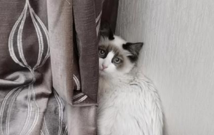 布偶猫胎毛多大褪完 布偶猫胎毛多大褪完
