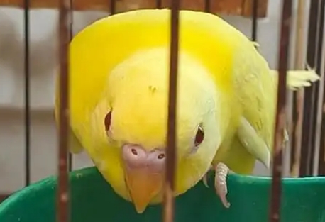 虎皮鹦鹉红眼的好吗 虎皮鹦鹉红眼的好吗