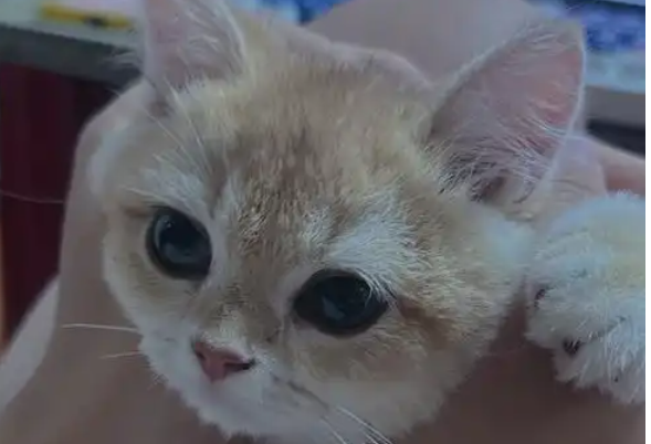 一个多月小猫吐白沫怎么回事