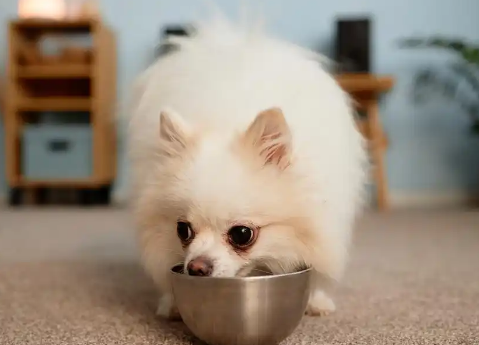 狗狗忌口的食物一览表 狗狗忌口的食物一览表