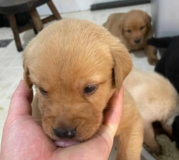 除了羊奶粉幼犬能喝什么