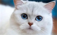 猫咪不吃饭是什么原因